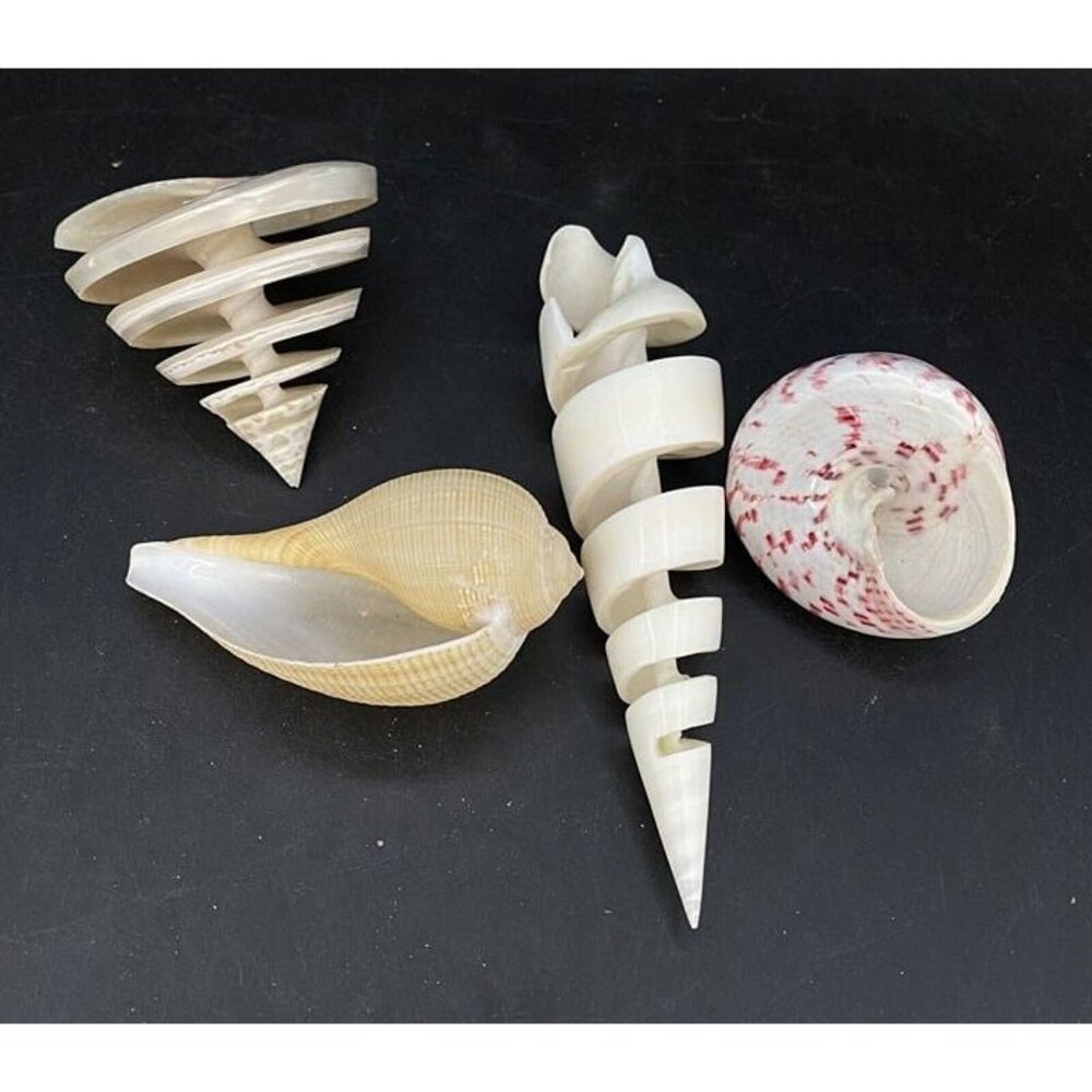 Lot 4 Spiral Terebra Maculata Strawberry Trochus Ficus Papyratia Pearlized Shell